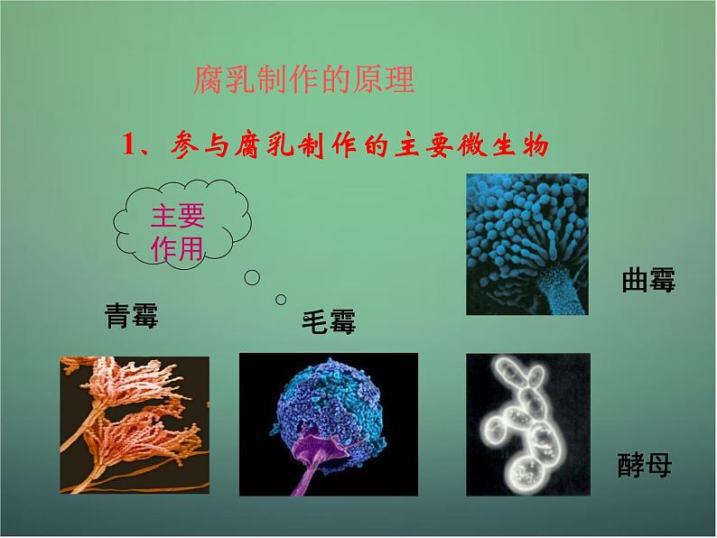 高中生物 1.2腐乳的制作课件 新人教版选修108