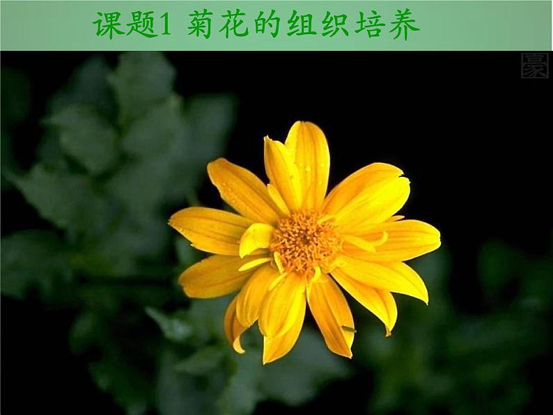 高中生物 3.1菊花的组织培养课件 新人教版选修1第3页