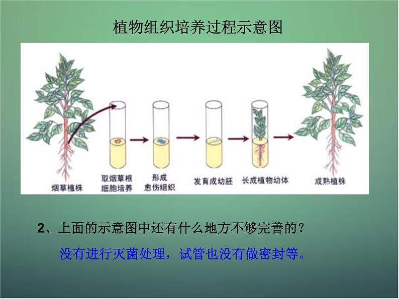 高中生物 3.1菊花的组织培养课件 新人教版选修1第6页