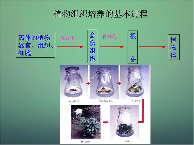 高中生物 3.1菊花的组织培养课件 新人教版选修1第7页