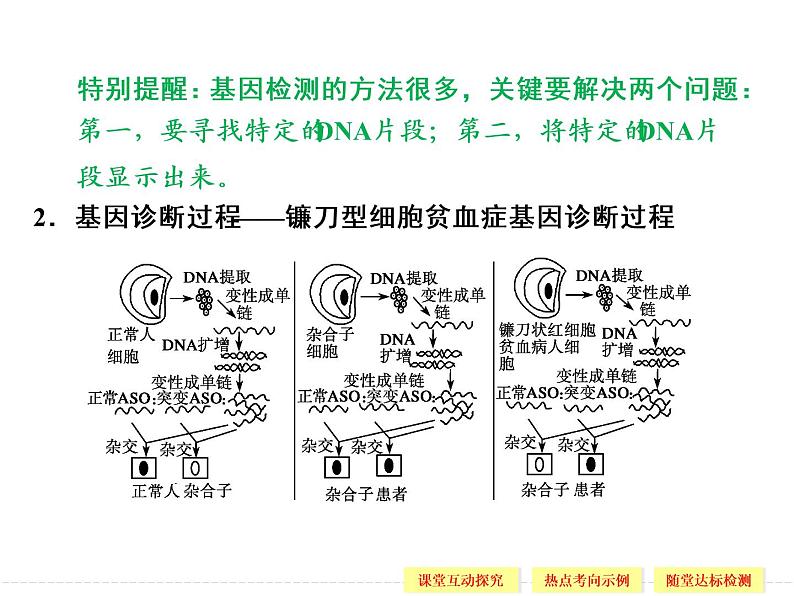 1.2 基因诊断与基因治疗 精品课件（人教版选修2）06