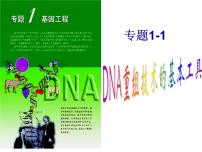 高中人教版 (新课标)1.1 DNA重组技术的基本工具课文ppt课件