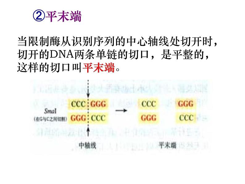 人教版高中生物选修三专题1+1-1dna重组技术的基本工具（共24张ppt）第6页