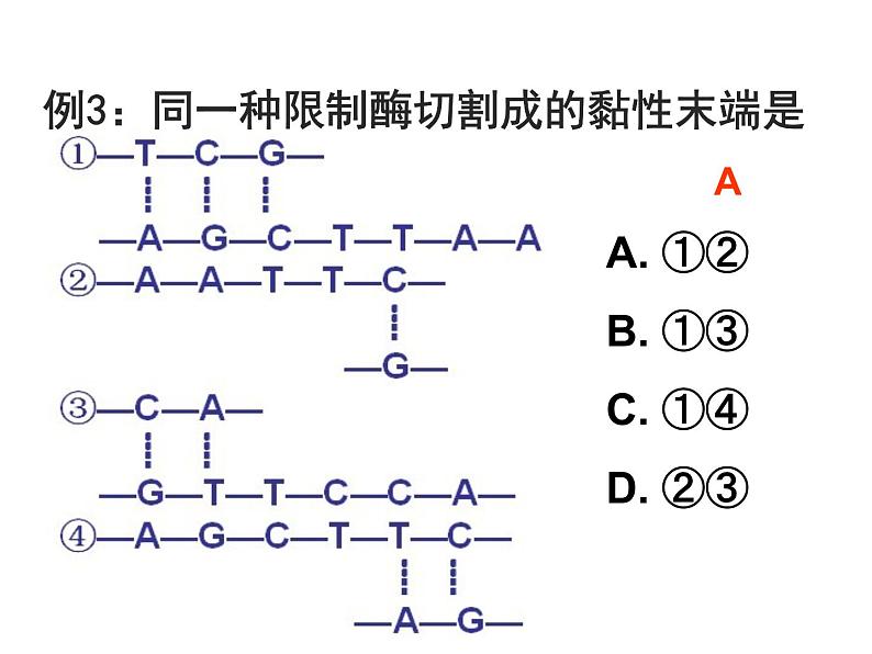 人教版高中生物选修三专题1+1-1dna重组技术的基本工具（共24张ppt）第8页