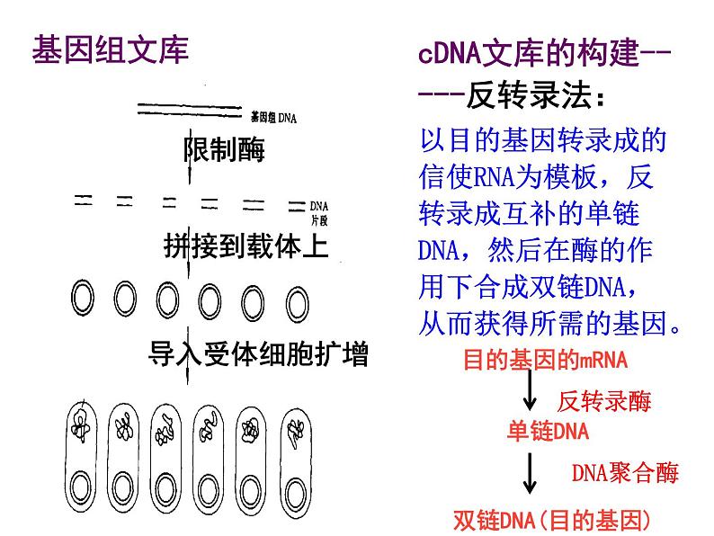 人教版高中生物选修三专题1++1-2+基因工程的基本操作程序（共19张ppt）05