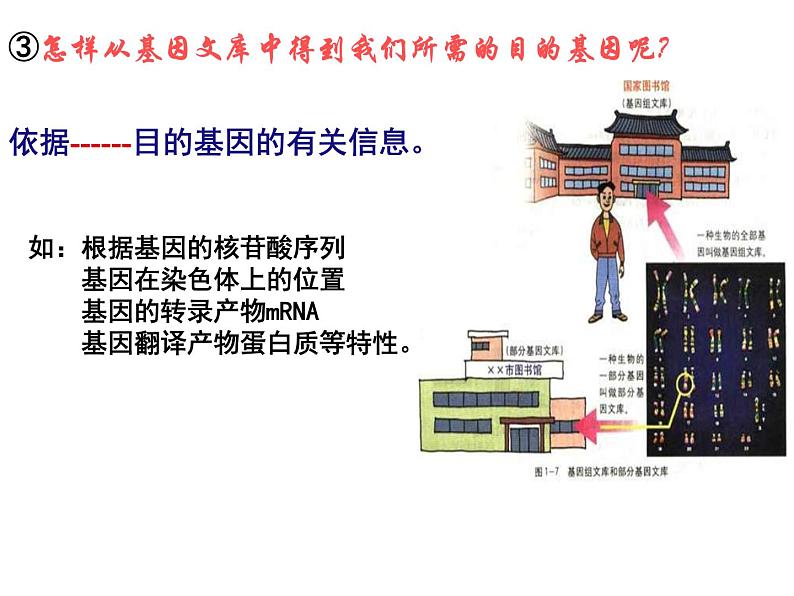 人教版高中生物选修三专题1++1-2+基因工程的基本操作程序（共19张ppt）07