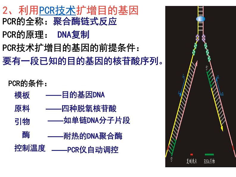 人教版高中生物选修三专题1++1-2+基因工程的基本操作程序（共19张ppt）08