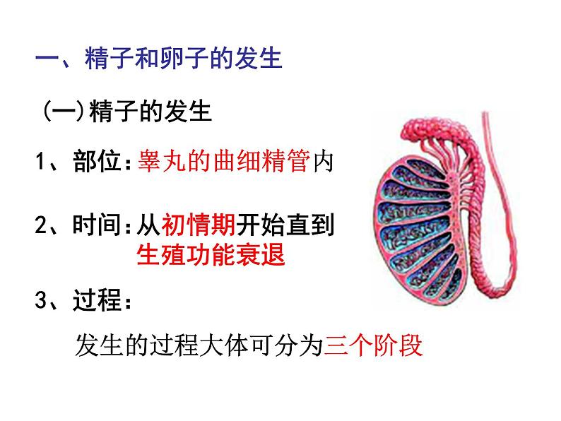 人教版高中生物选修三专题三胚胎工程++3.1+体内受精和早期胚胎发育+（共31张ppt）03