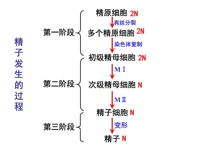 人教版高中生物选修三专题三胚胎工程++3.1+体内受精和早期胚胎发育+（共31张ppt）04