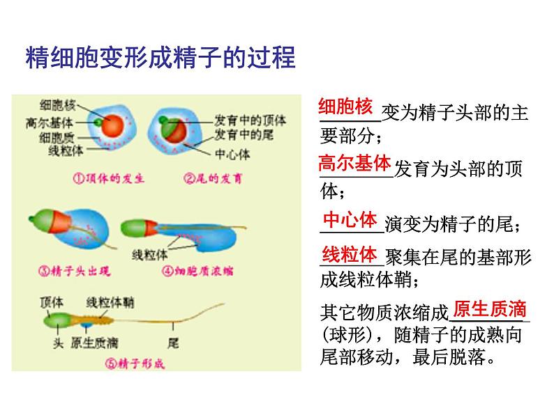 人教版高中生物选修三专题三胚胎工程++3.1+体内受精和早期胚胎发育+（共31张ppt）05