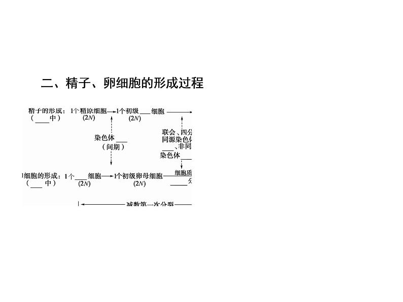 生物人教版大一轮复习课件：第13讲减数分裂和受精作用第5页