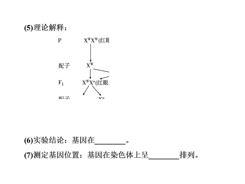 生物人教版大一轮复习课件：第16讲基因在染色体上和伴性遗传05