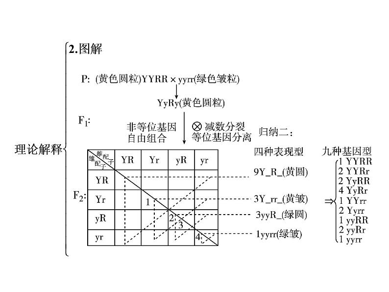 生物人教版大一轮复习课件：第15讲基因的自由组合定律第5页