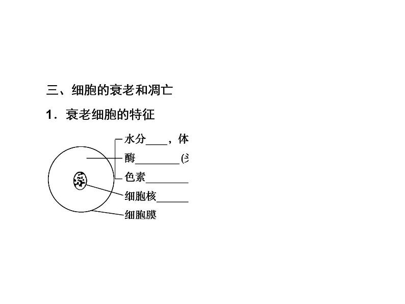 生物人教版大一轮复习课件：第12讲细胞的分化、衰老、凋亡及癌变第8页