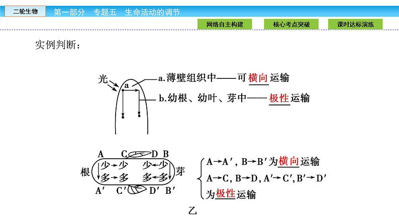 高三生物大二轮专题复习课件：专题五 生命活动的调节5.3第7页