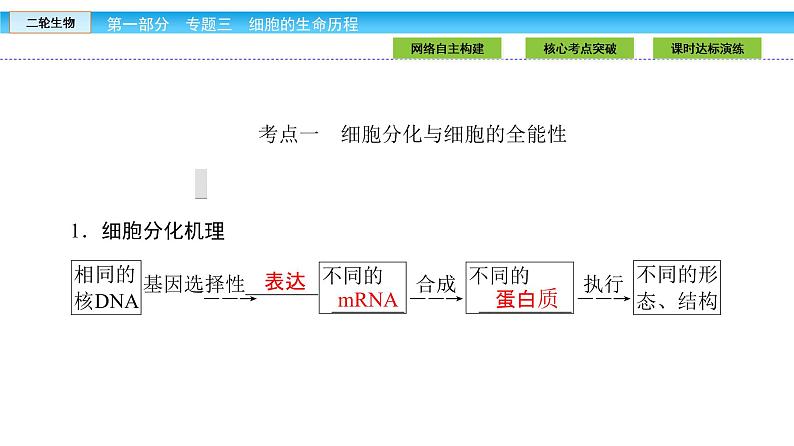 高三生物大二轮专题复习课件：专题三 细胞的生命历程3.206