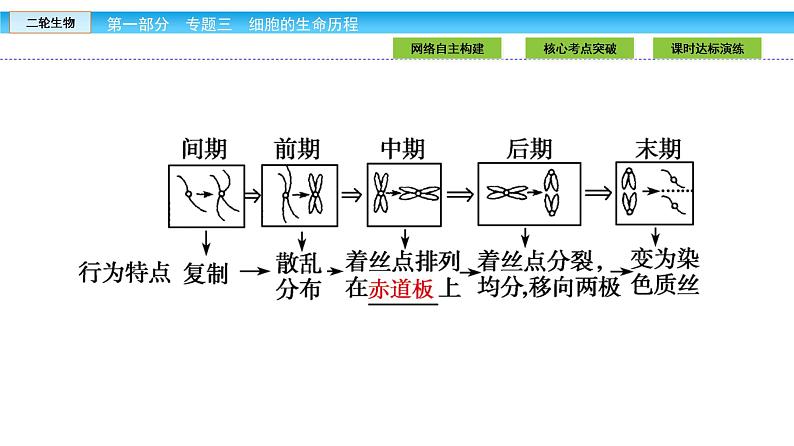 高三生物大二轮专题复习课件：专题三 细胞的生命历程3.108