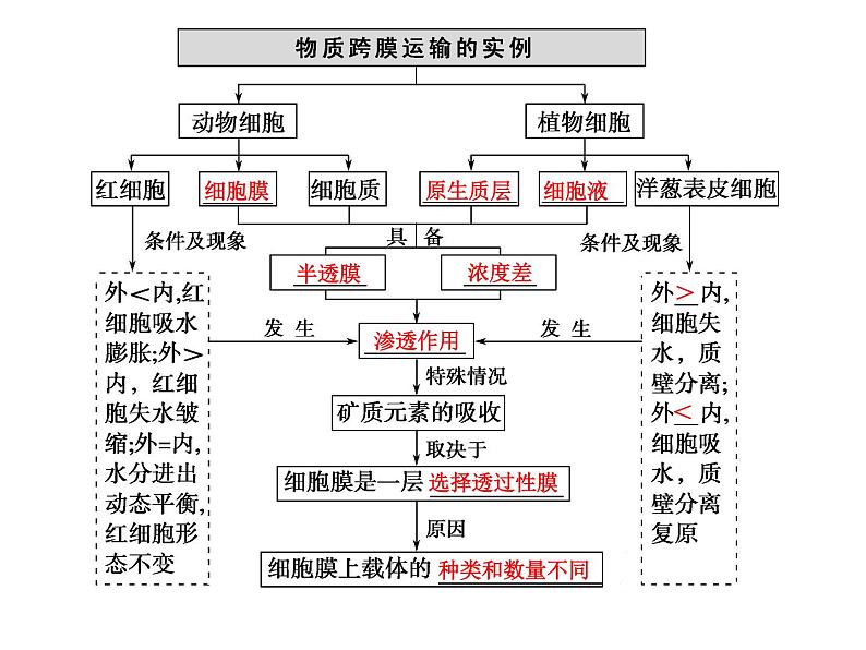 高考生物一轮总复习课件：专题3 物质出入细胞的方式第4页