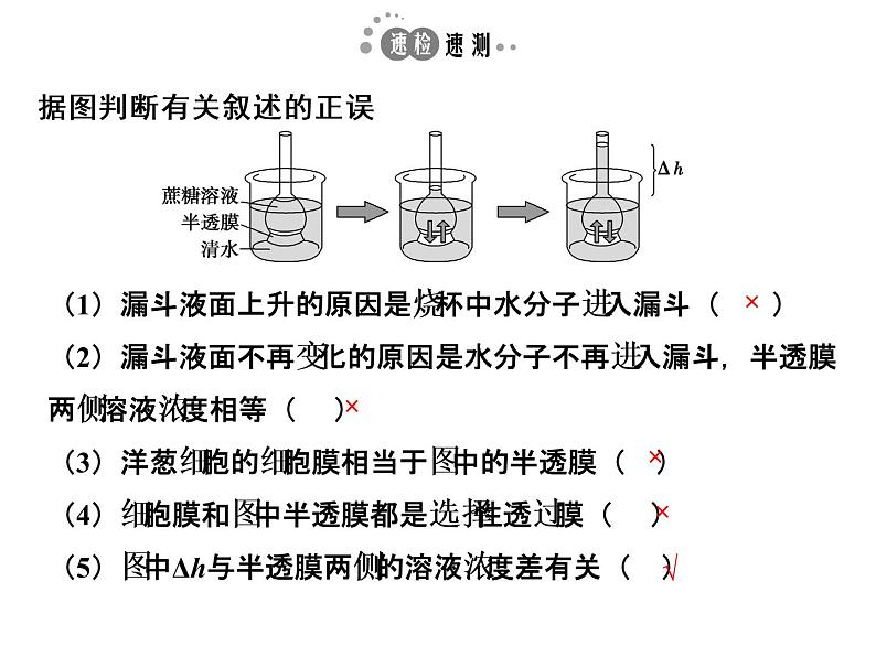 高考生物一轮总复习课件：专题3 物质出入细胞的方式第5页