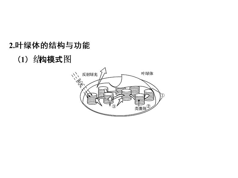 高考生物一轮总复习课件：专题6 光合作用第5页