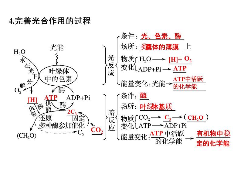 高考生物一轮总复习课件：专题6 光合作用第8页