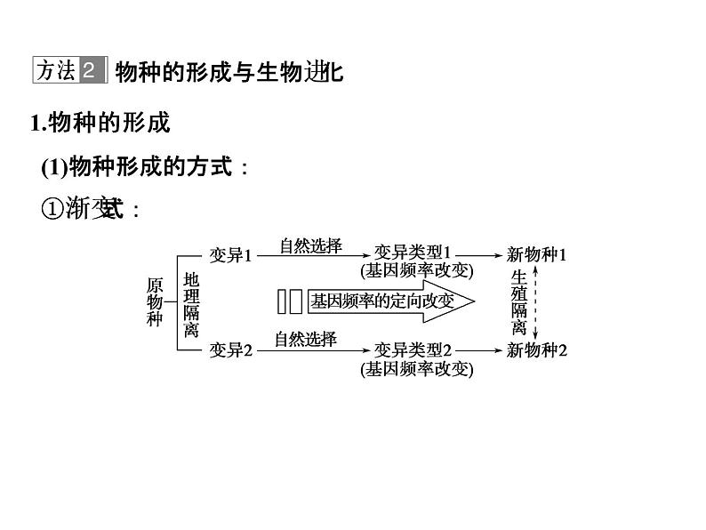 高考生物一轮总复习课件：专题13 生物的进化第8页