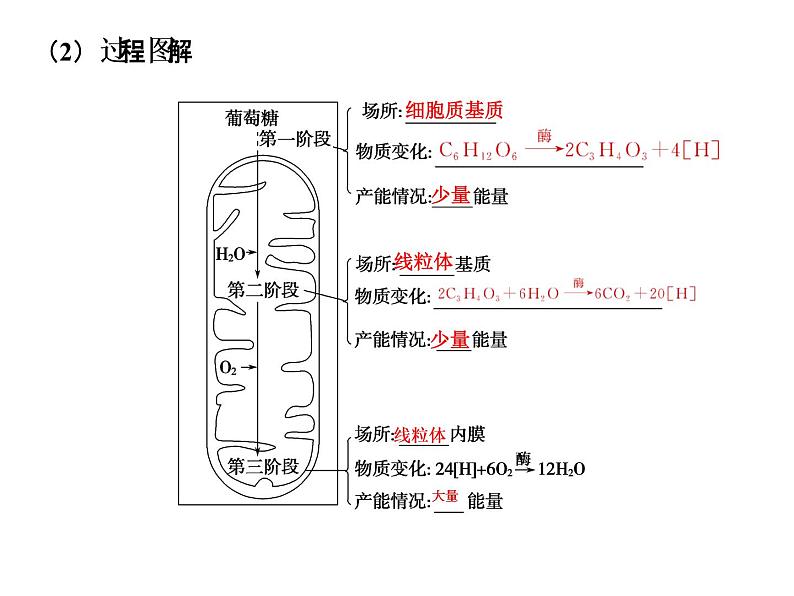 高考生物一轮总复习课件：专题5 细胞呼吸第4页