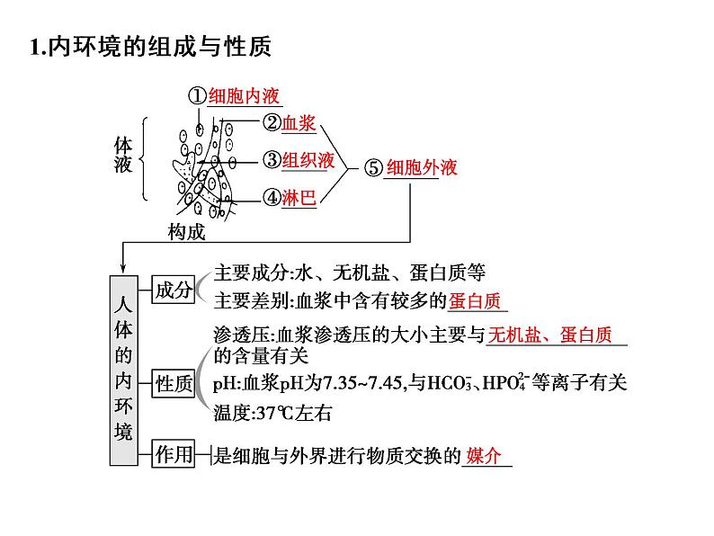 高考生物一轮总复习课件：专题14 人体内环境稳态与调节第4页