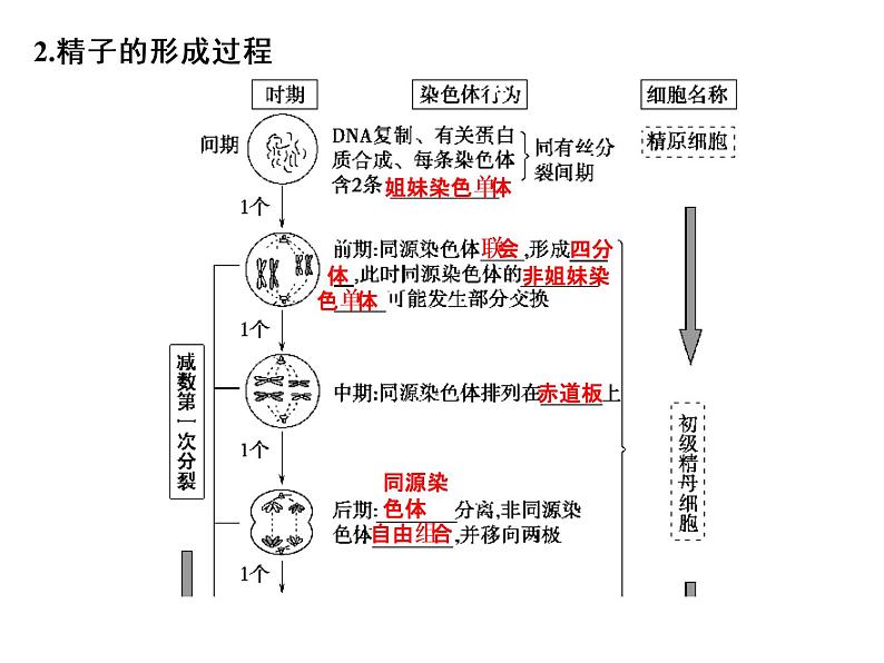 高考生物一轮总复习课件：专题8 遗传的细胞基础第4页