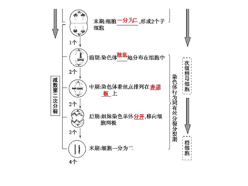 高考生物一轮总复习课件：专题8 遗传的细胞基础第5页