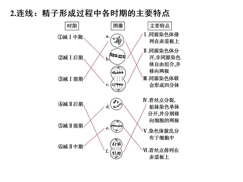 高考生物一轮总复习课件：专题8 遗传的细胞基础第8页