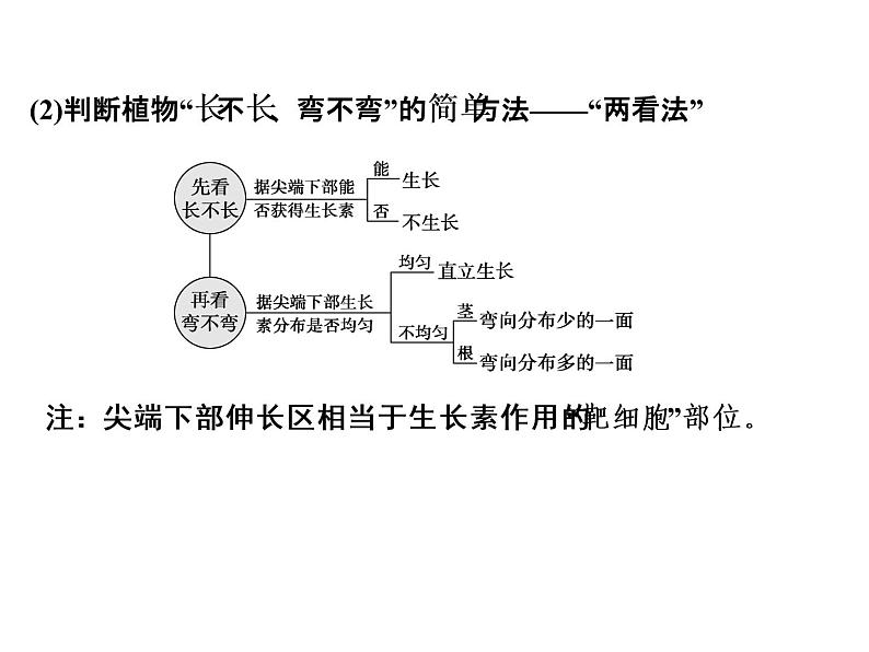 高考生物一轮总复习课件：专题18 植物的激素调节第6页