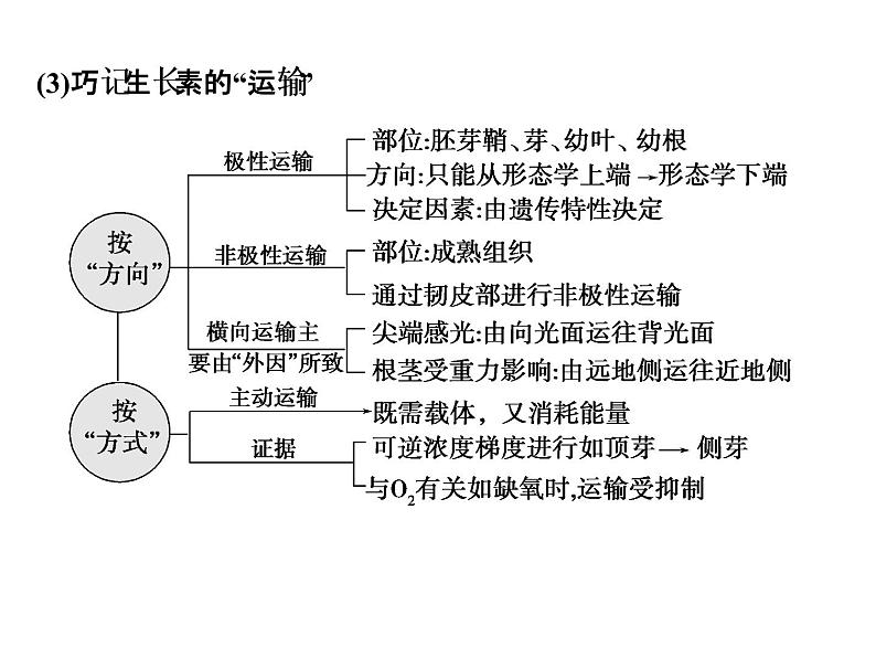 高考生物一轮总复习课件：专题18 植物的激素调节第7页