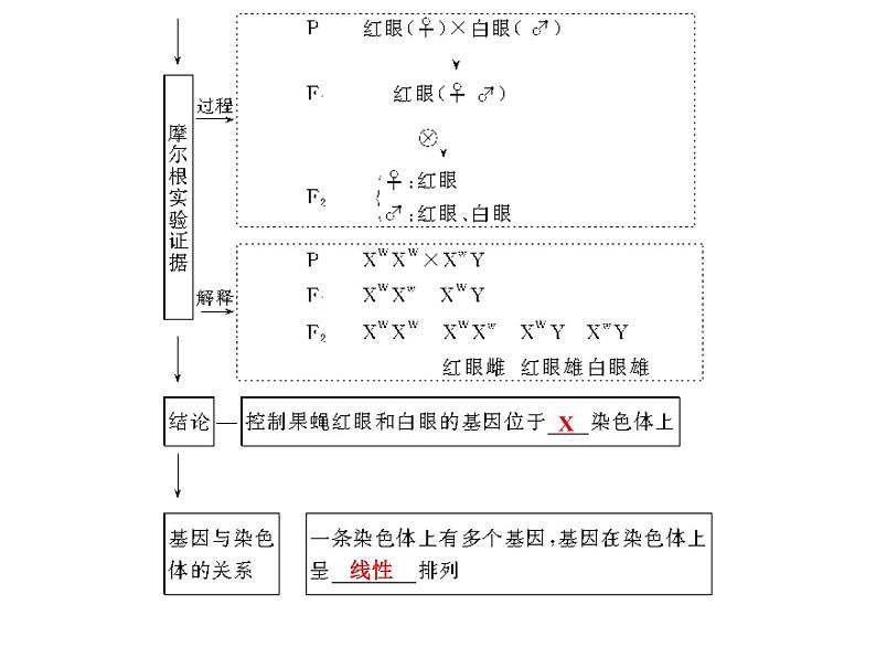 高考生物一轮总复习课件：专题11 伴性遗传与人类遗传病04