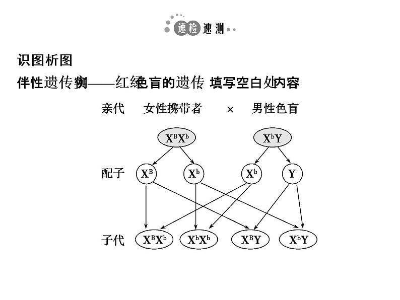 高考生物一轮总复习课件：专题11 伴性遗传与人类遗传病06