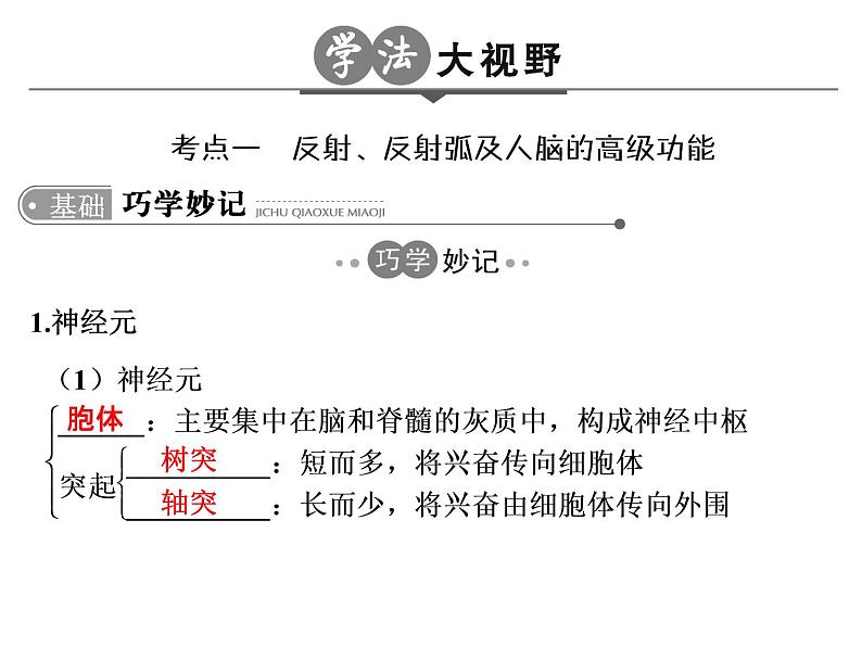 高考生物一轮总复习课件：专题15 人和高等动物的神经调节第3页