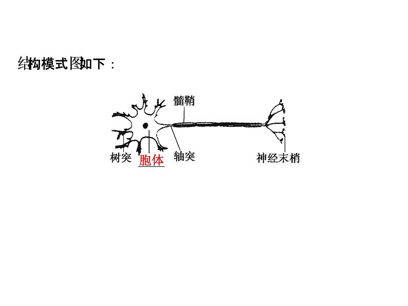 高考生物一轮总复习课件：专题15 人和高等动物的神经调节第4页