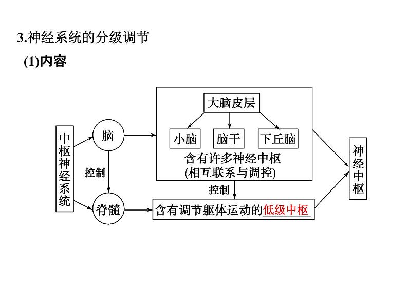 高考生物一轮总复习课件：专题15 人和高等动物的神经调节第6页