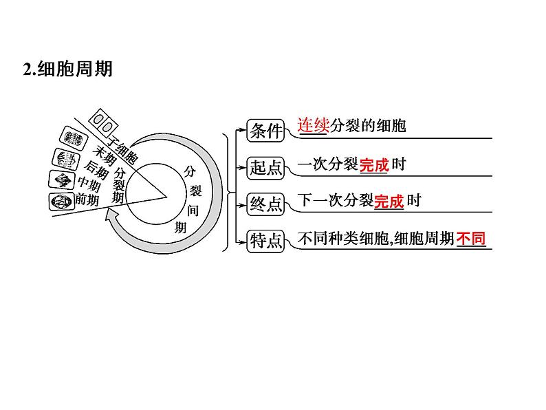 高考生物一轮总复习课件：专题7 细胞的增殖、分化、衰老、凋亡和癌变04