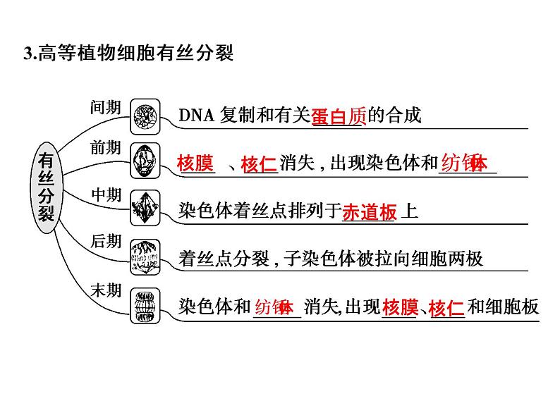 高考生物一轮总复习课件：专题7 细胞的增殖、分化、衰老、凋亡和癌变05