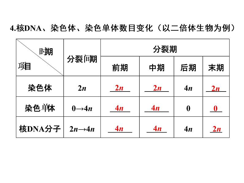 高考生物一轮总复习课件：专题7 细胞的增殖、分化、衰老、凋亡和癌变06