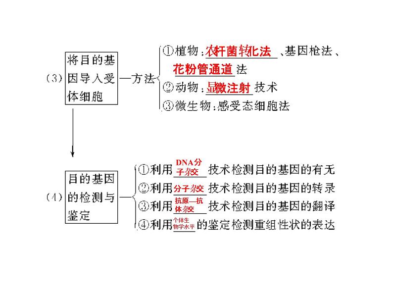 高考生物一轮总复习课件：专题25 基因工程（含转基因生物的安全性与生物武器）第7页