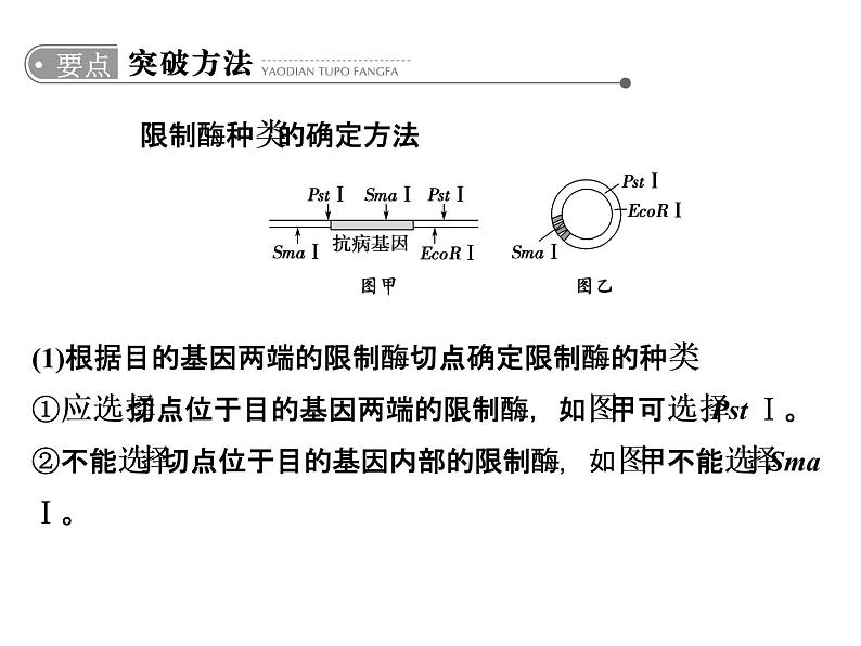 高考生物一轮总复习课件：专题25 基因工程（含转基因生物的安全性与生物武器）第8页