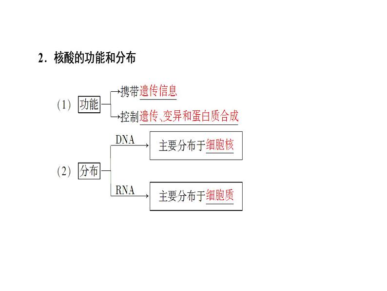 高考生物一轮复习（通用版）课件：第1单元-第3讲细胞中的核酸、糖类和脂质第5页