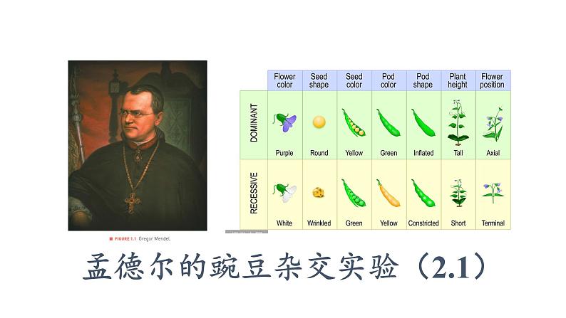 1.2.1 孟德尔的豌豆杂交实验(二)课件PPT第1页