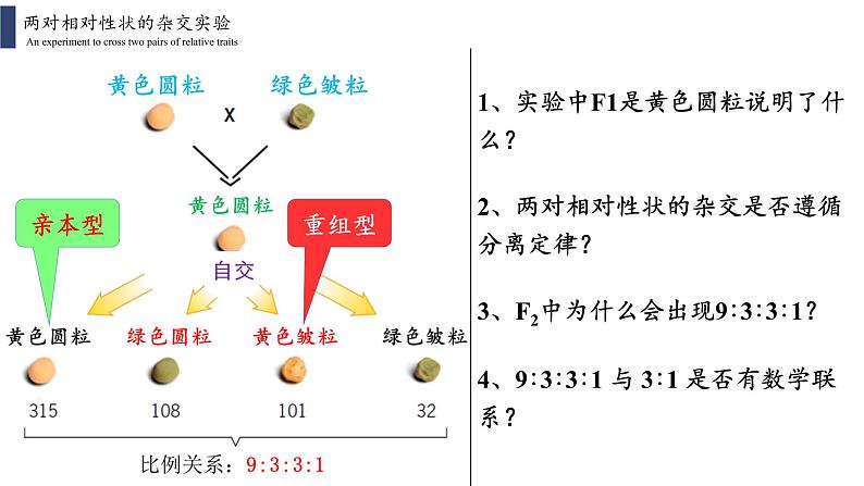 1.2.1 孟德尔的豌豆杂交实验(二)课件PPT第3页