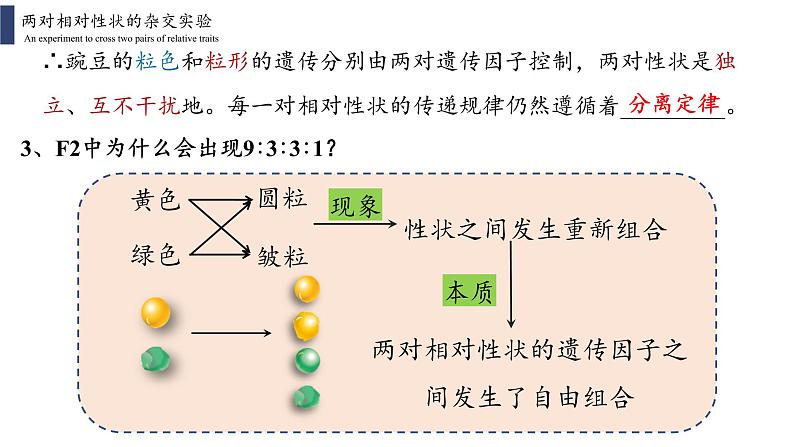 1.2.1 孟德尔的豌豆杂交实验(二)课件PPT第6页