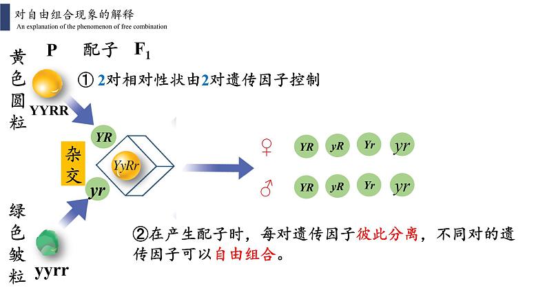 1.2.1 孟德尔的豌豆杂交实验(二)课件PPT第7页