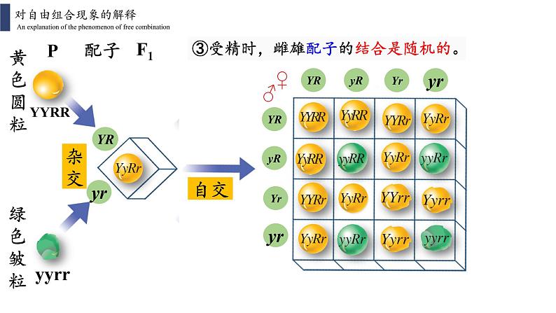 1.2.1 孟德尔的豌豆杂交实验(二)课件PPT第8页