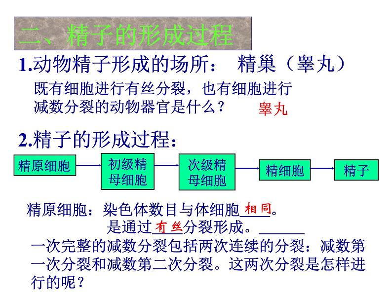 高中人教版生物必修2教学课件：2.1 减数分裂和受精作用1第4页